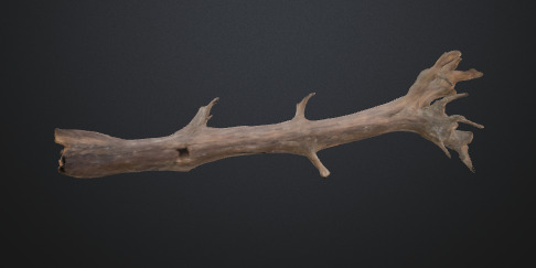 Tree trunk 3D model_1