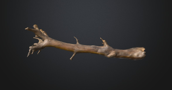 Tree trunk 3D model_5