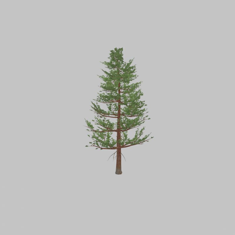 Forest pine summer 12m Low-poly 3D model_38