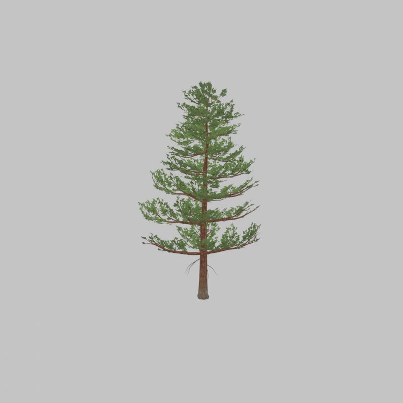 Forest pine summer 12m Low-poly 3D model_41