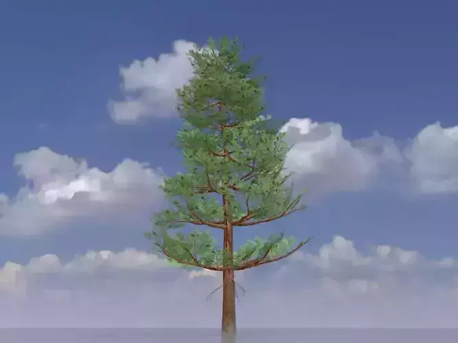 Forest pine summer 12m