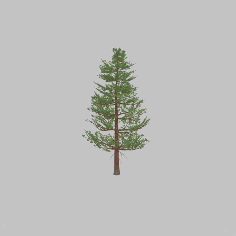Forest pine summer 12m Low-poly 3D model_23