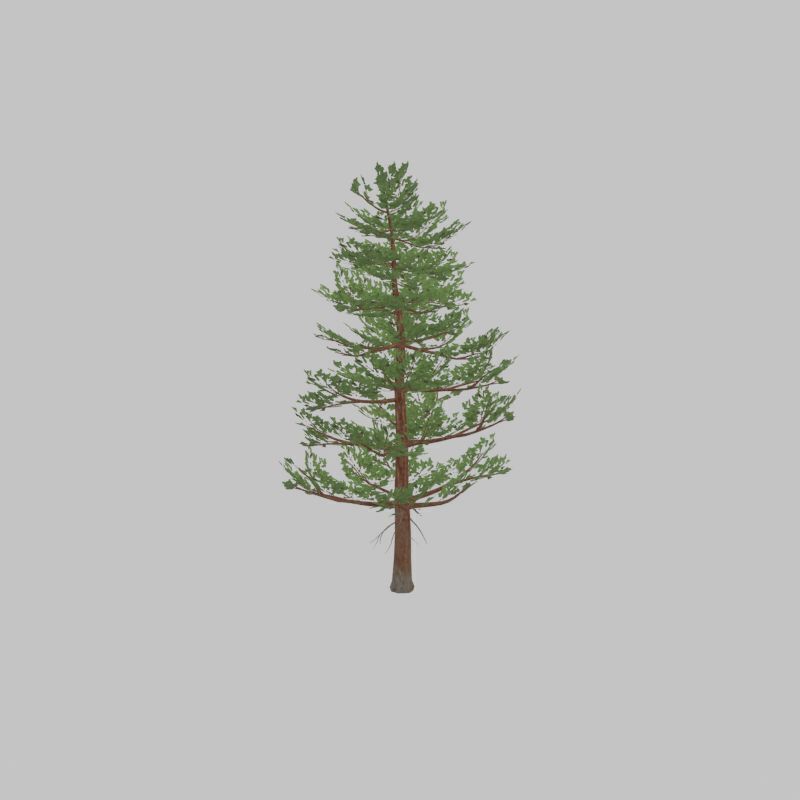 Forest pine summer 12m Low-poly 3D model_34