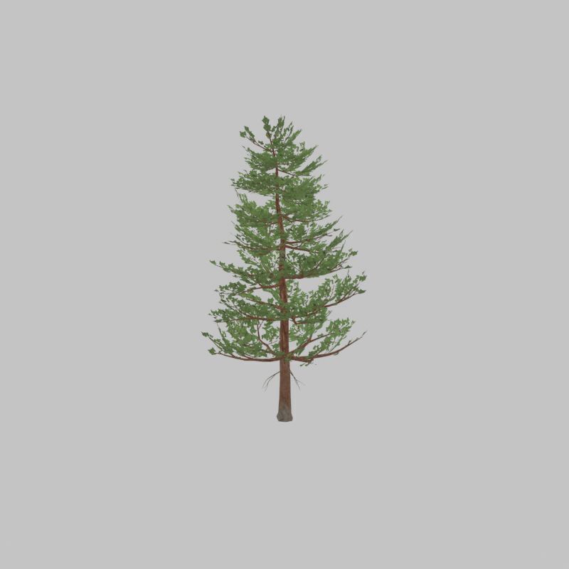 Forest pine summer 12m Low-poly 3D model_31