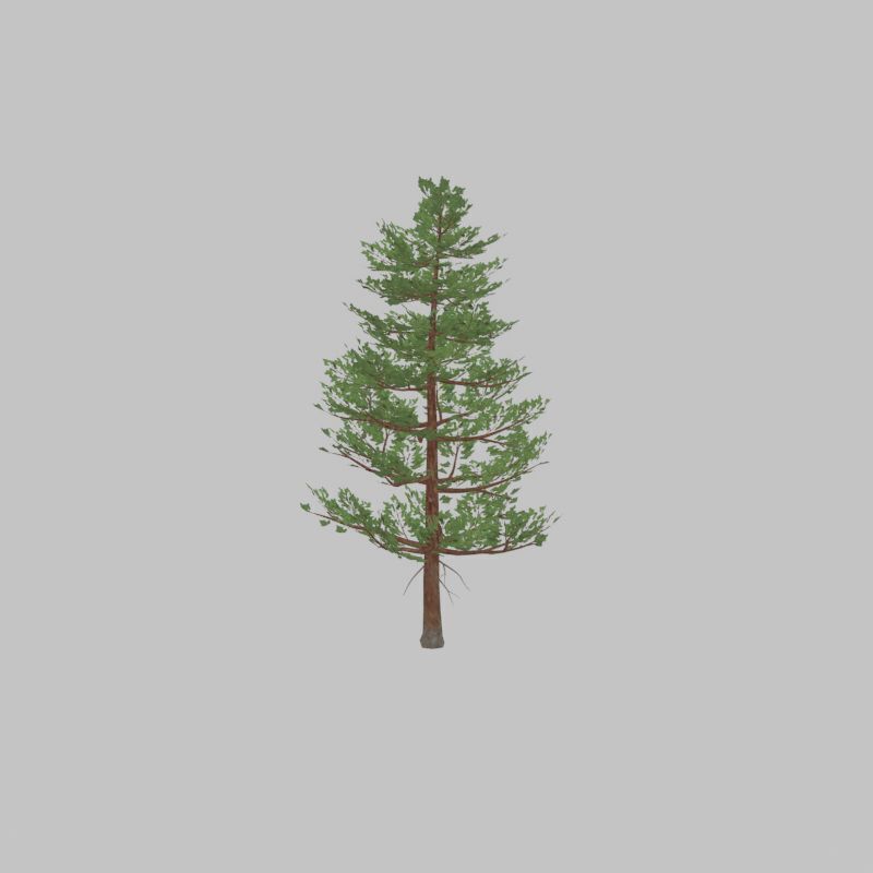 Forest pine summer 12m Low-poly 3D model_22
