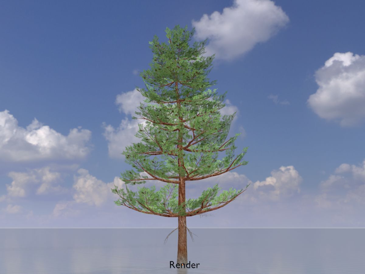 Forest pine summer 12m Low-poly 3D model_13