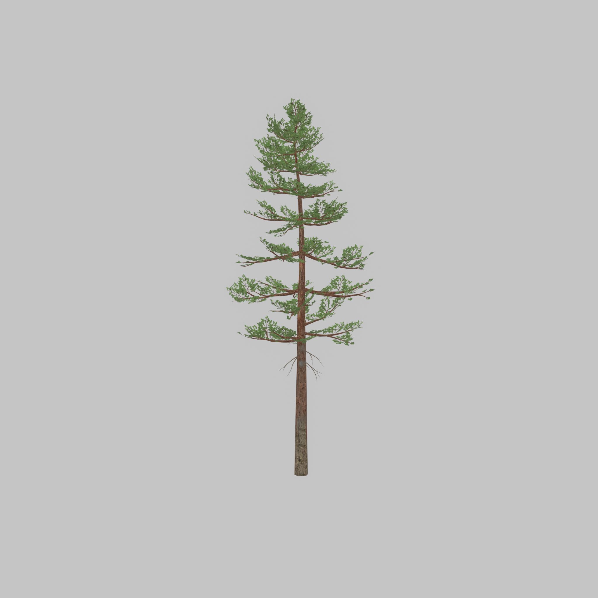 Forest pine summer 23m Low-poly 3D model_26