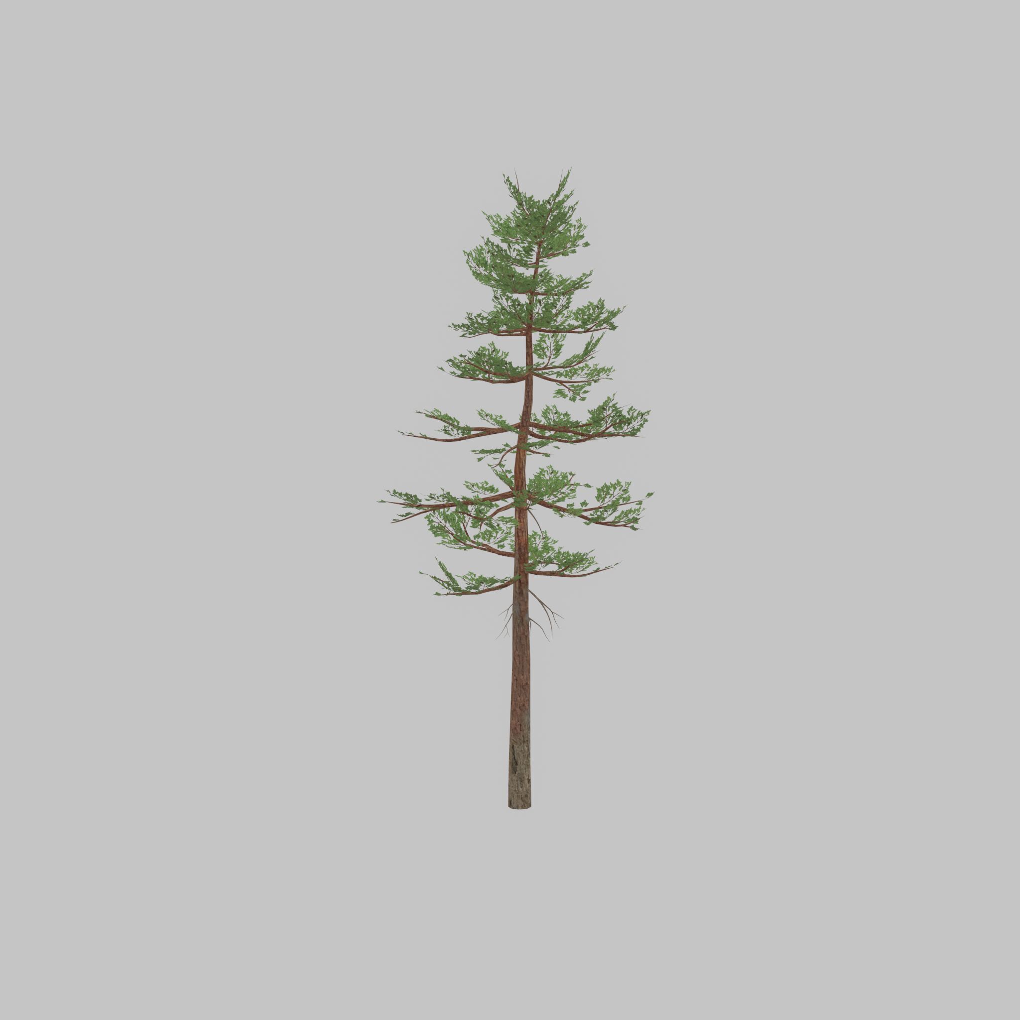 Forest pine summer 23m Low-poly 3D model_51