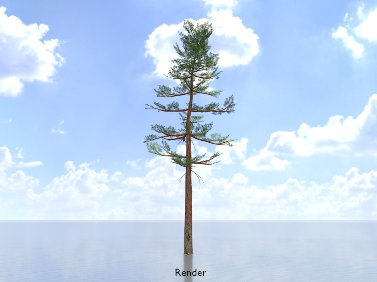 Forest pine summer 23m Low-poly 3D model_15