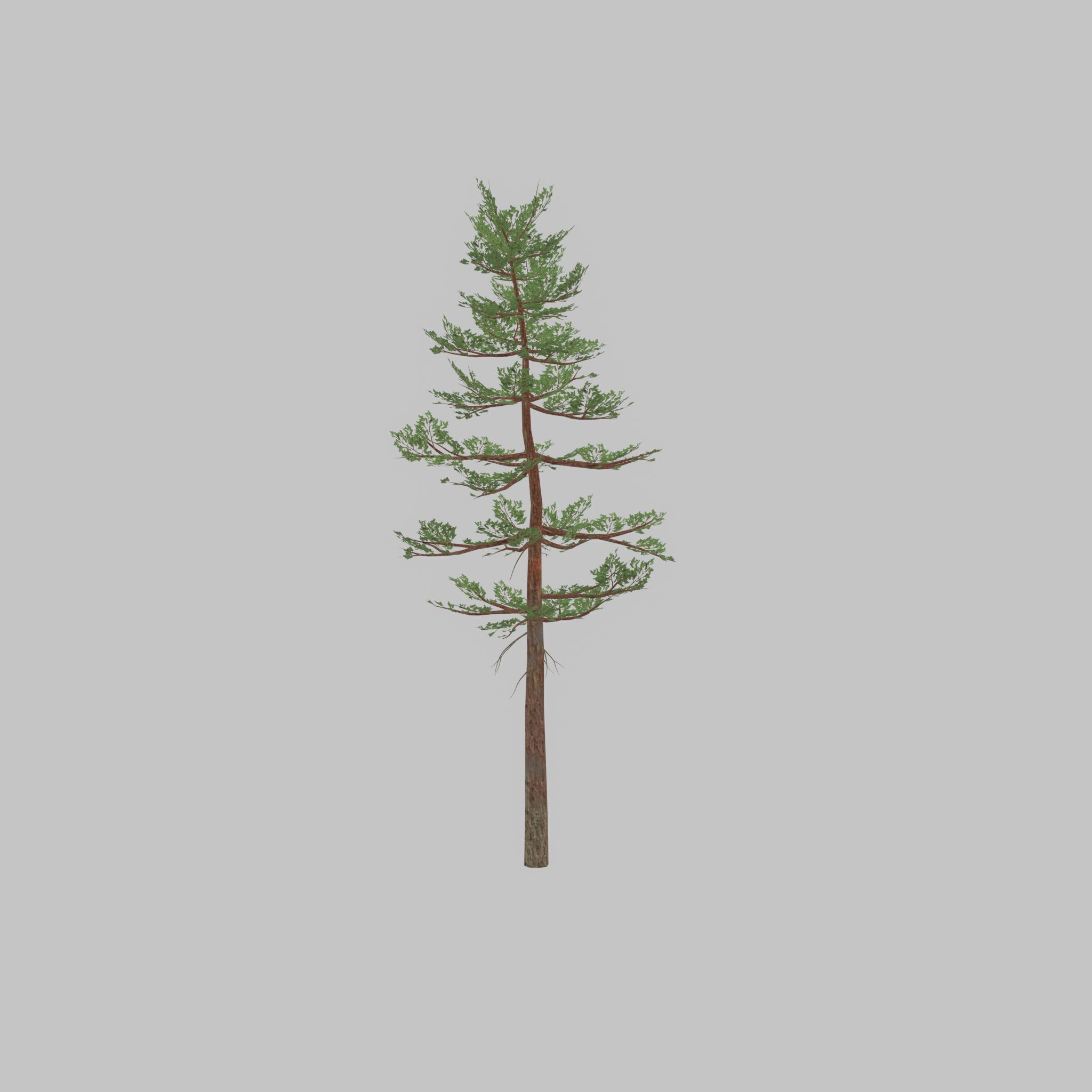Forest pine summer 23m Low-poly 3D model_35