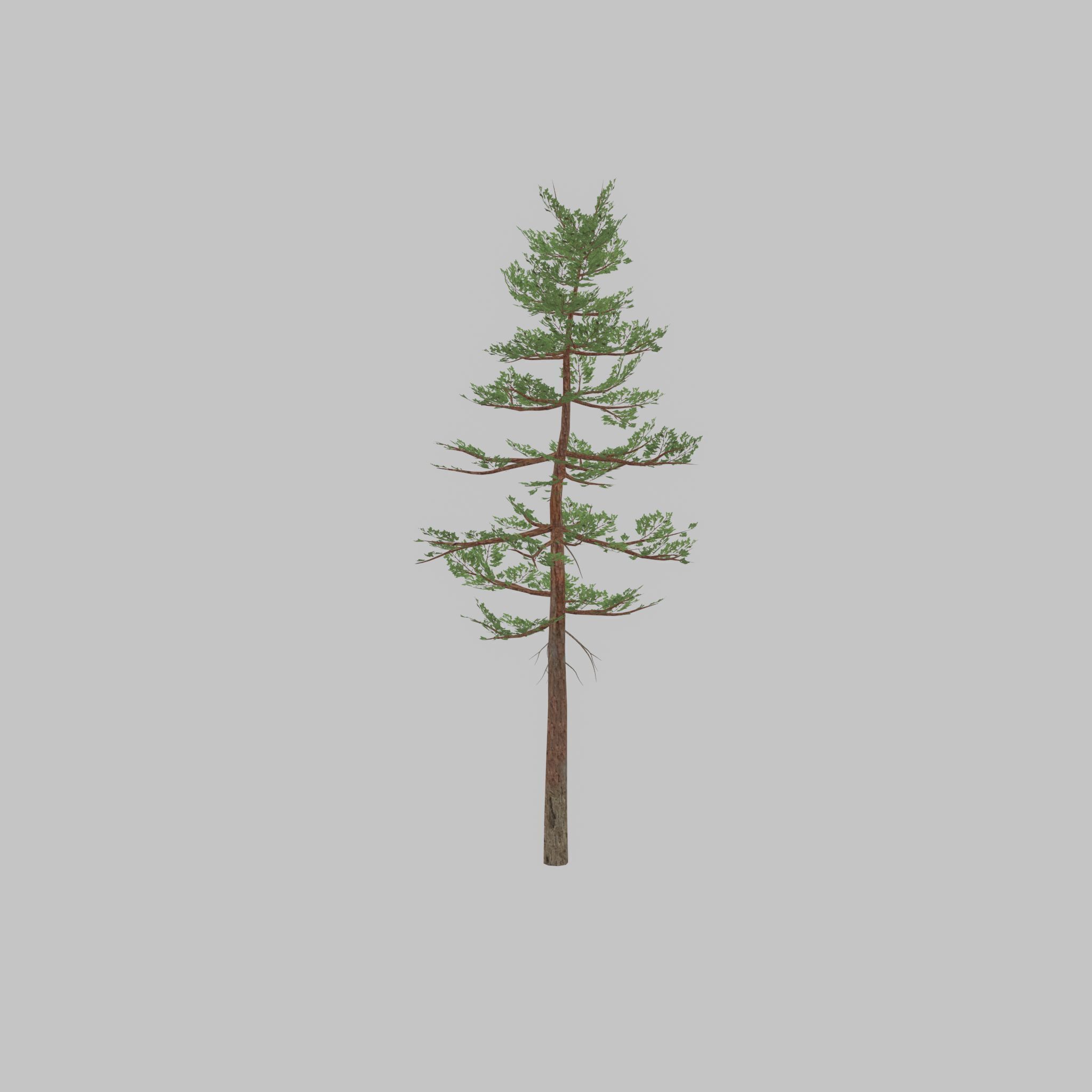 Forest pine summer 23m Low-poly 3D model_50