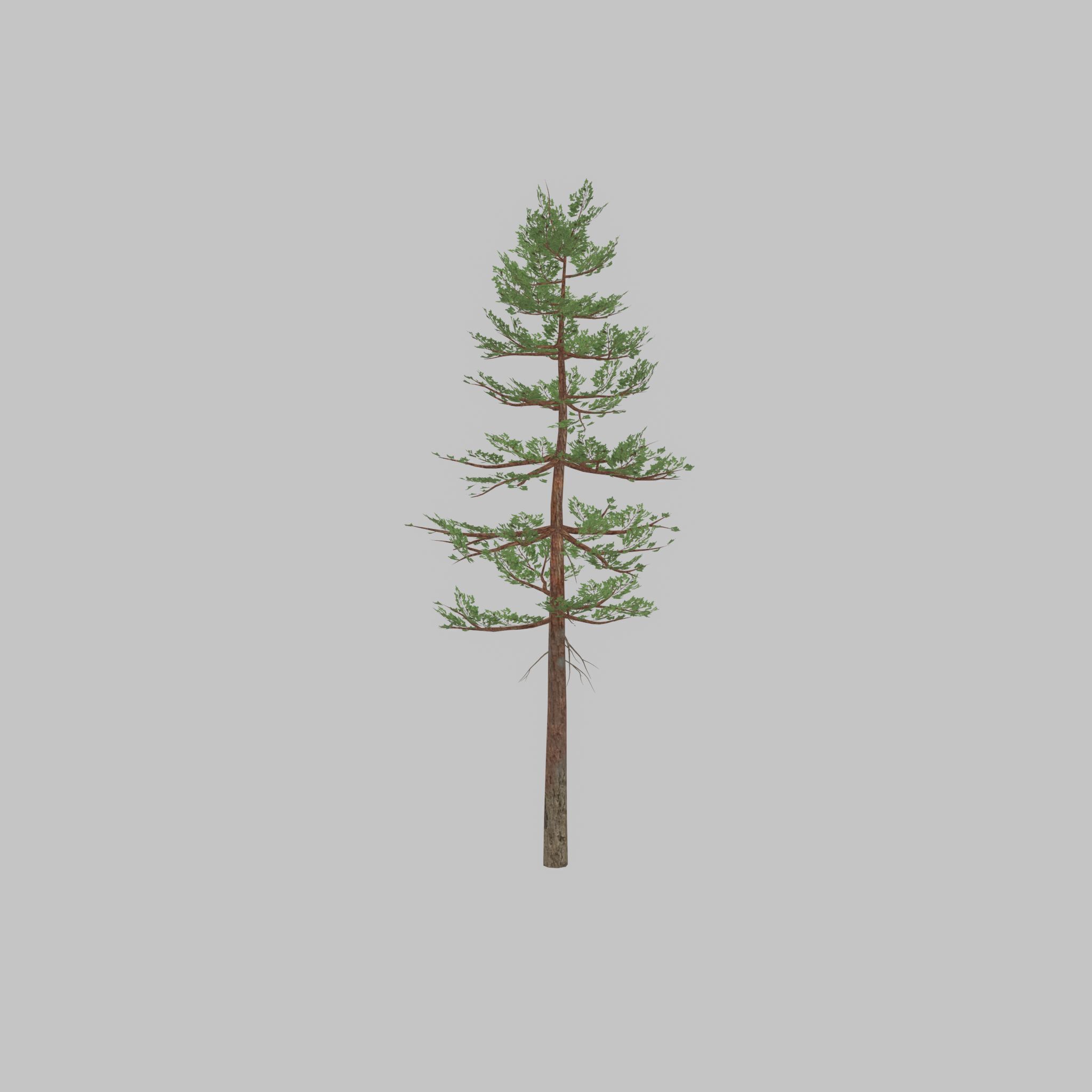 Forest pine summer 23m Low-poly 3D model_22