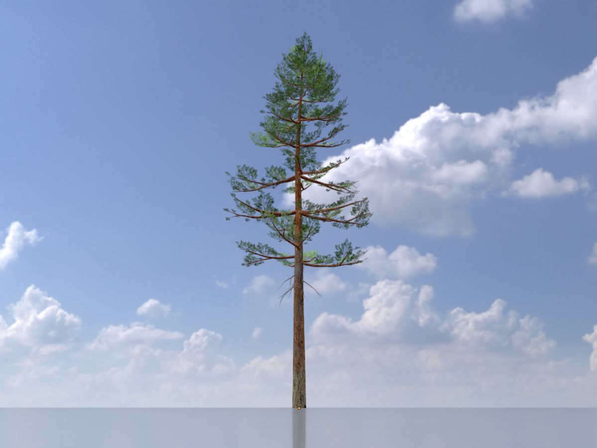Forest pine summer 23m Low-poly 3D model_3