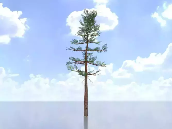 Forest pine summer 23m