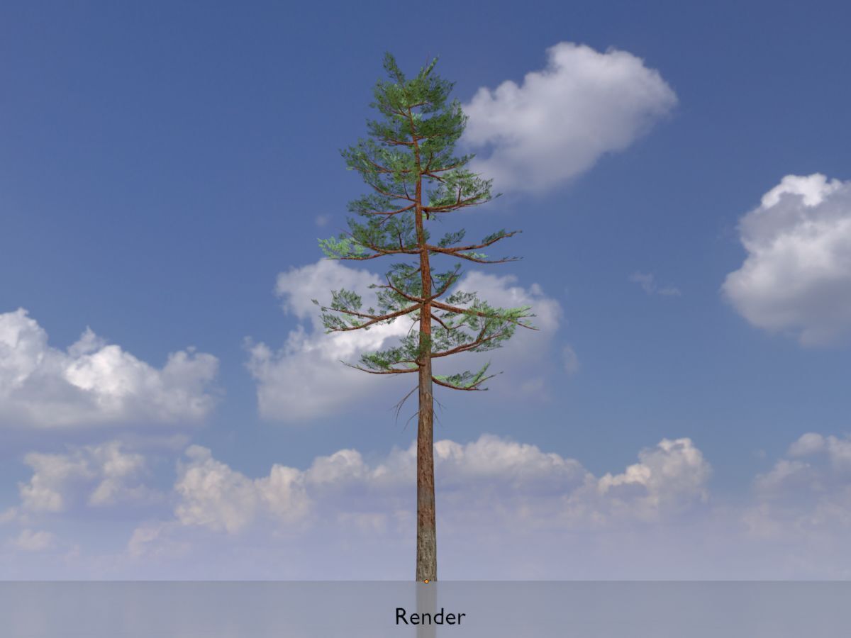 Forest pine summer 23m Low-poly 3D model_13