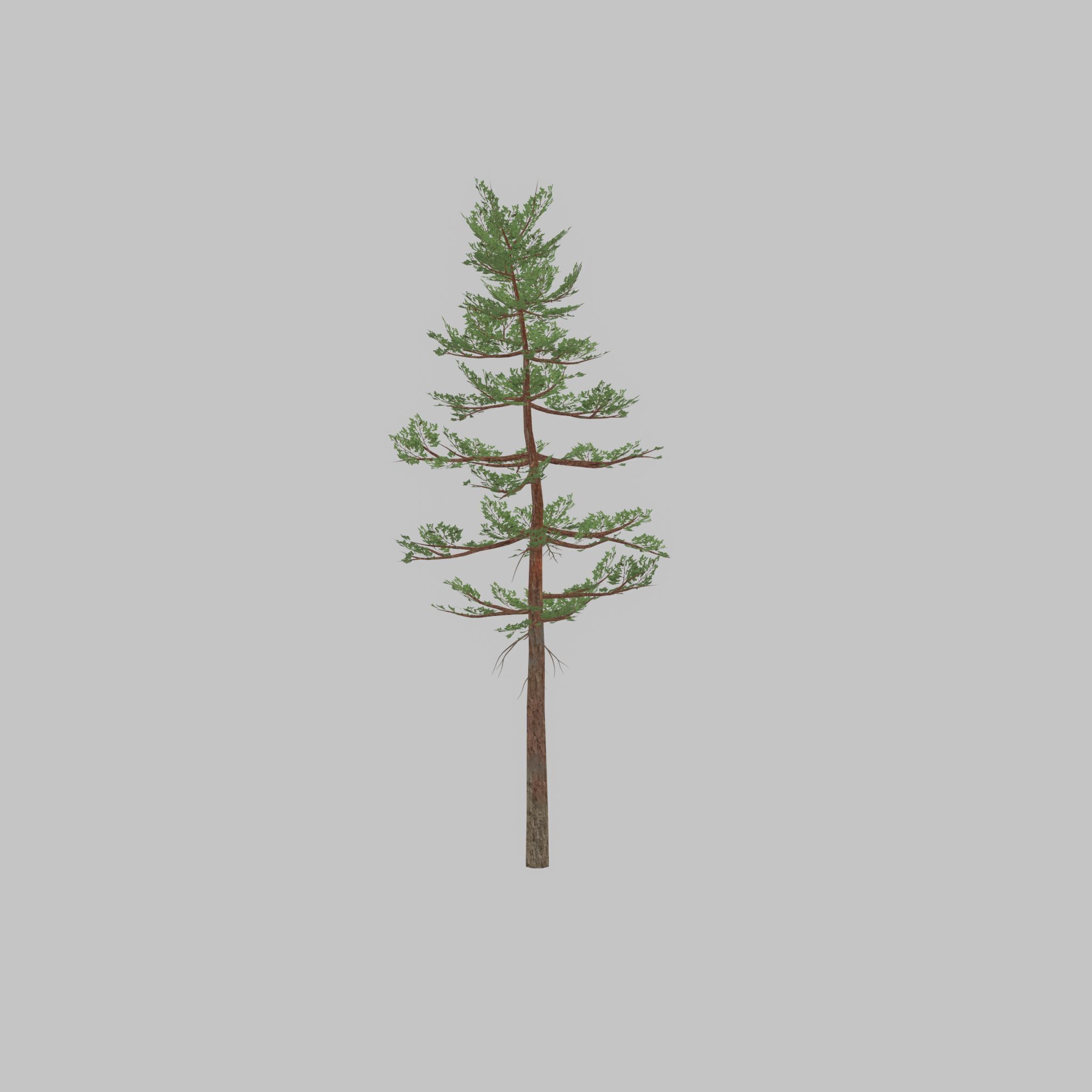 Forest pine summer 23m Low-poly 3D model_34