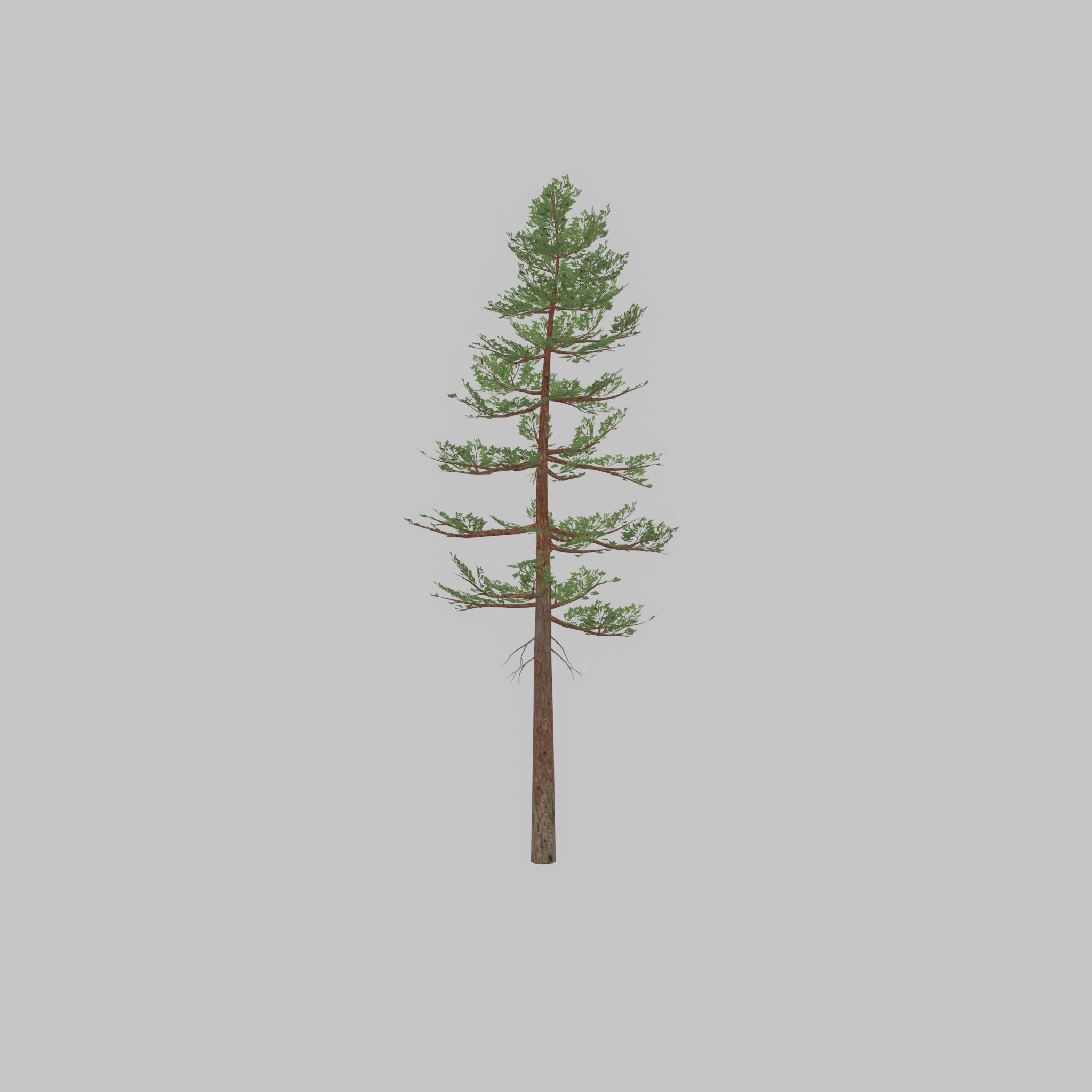 Forest pine summer 23m Low-poly 3D model_45