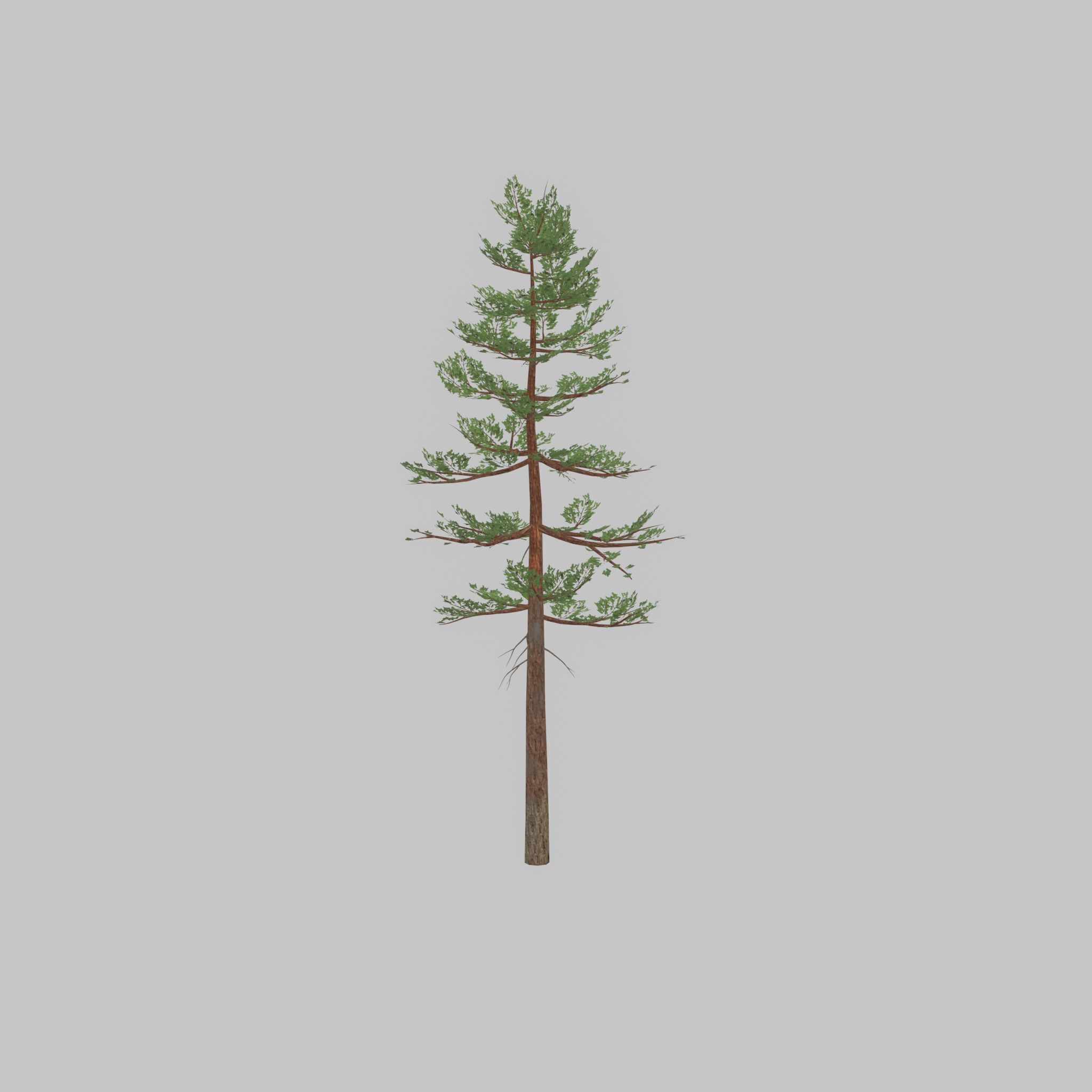 Forest pine summer 23m Low-poly 3D model_40