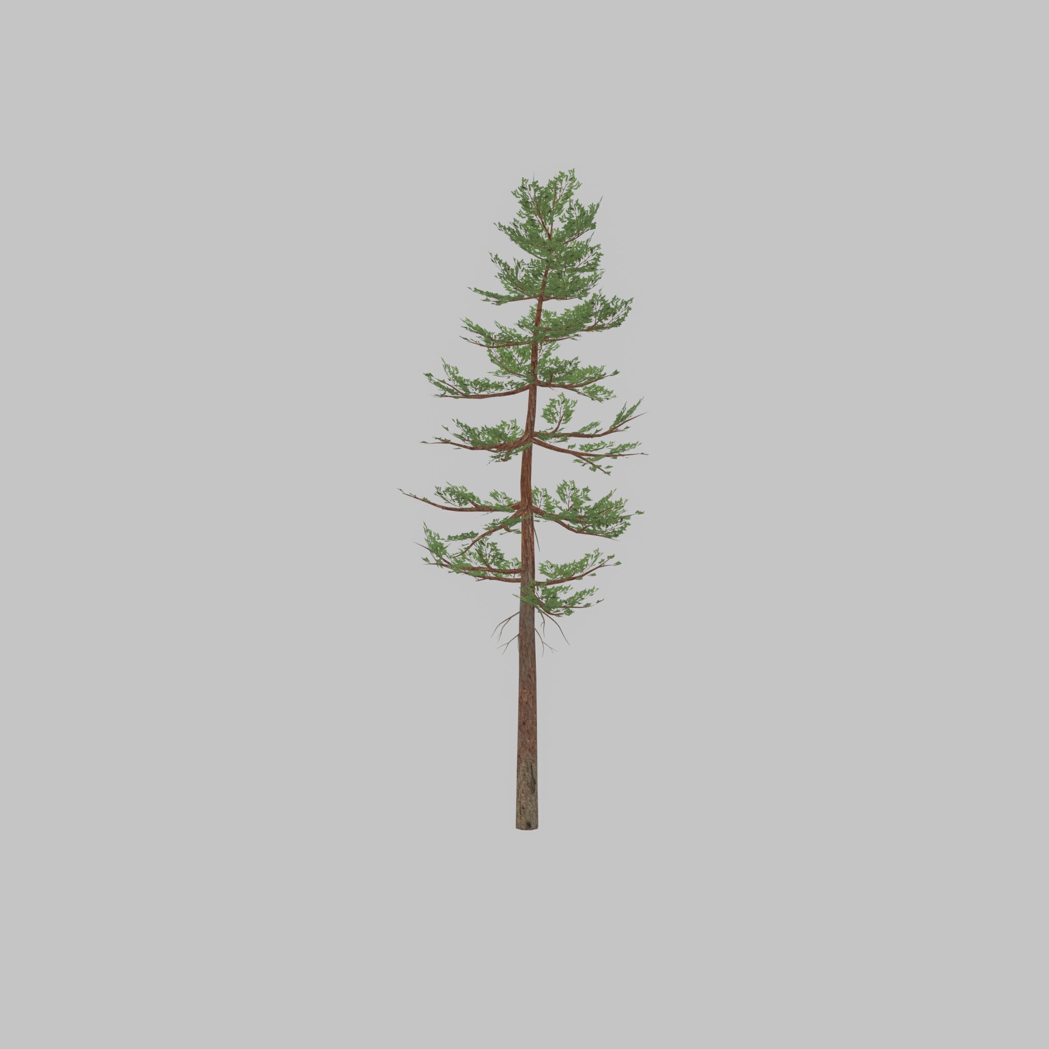 Forest pine summer 23m Low-poly 3D model_21