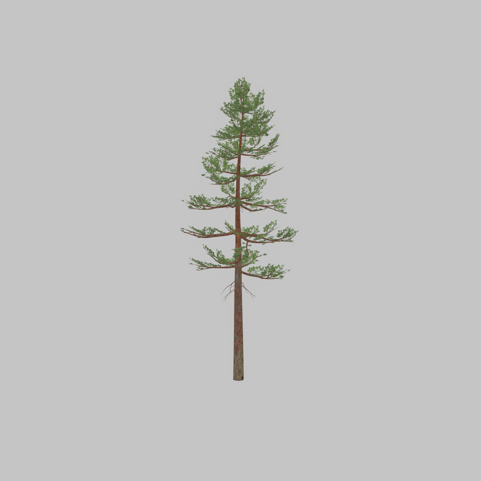 Forest pine summer 23m Low-poly 3D model_44