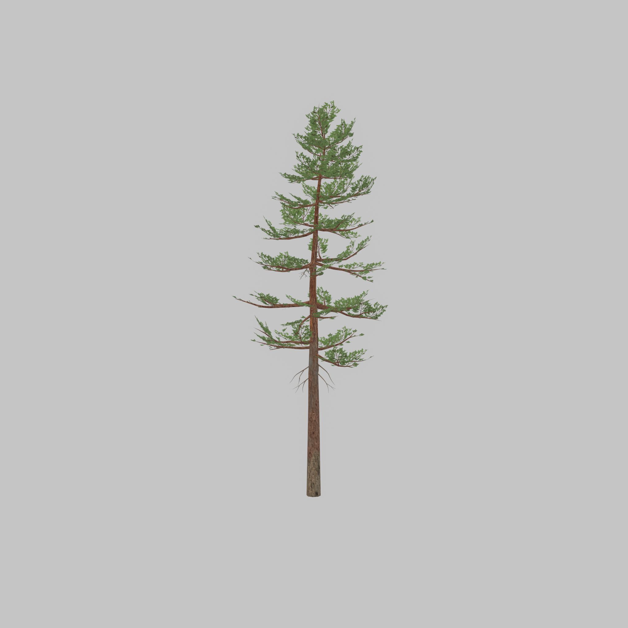 Forest pine summer 23m Low-poly 3D model_46