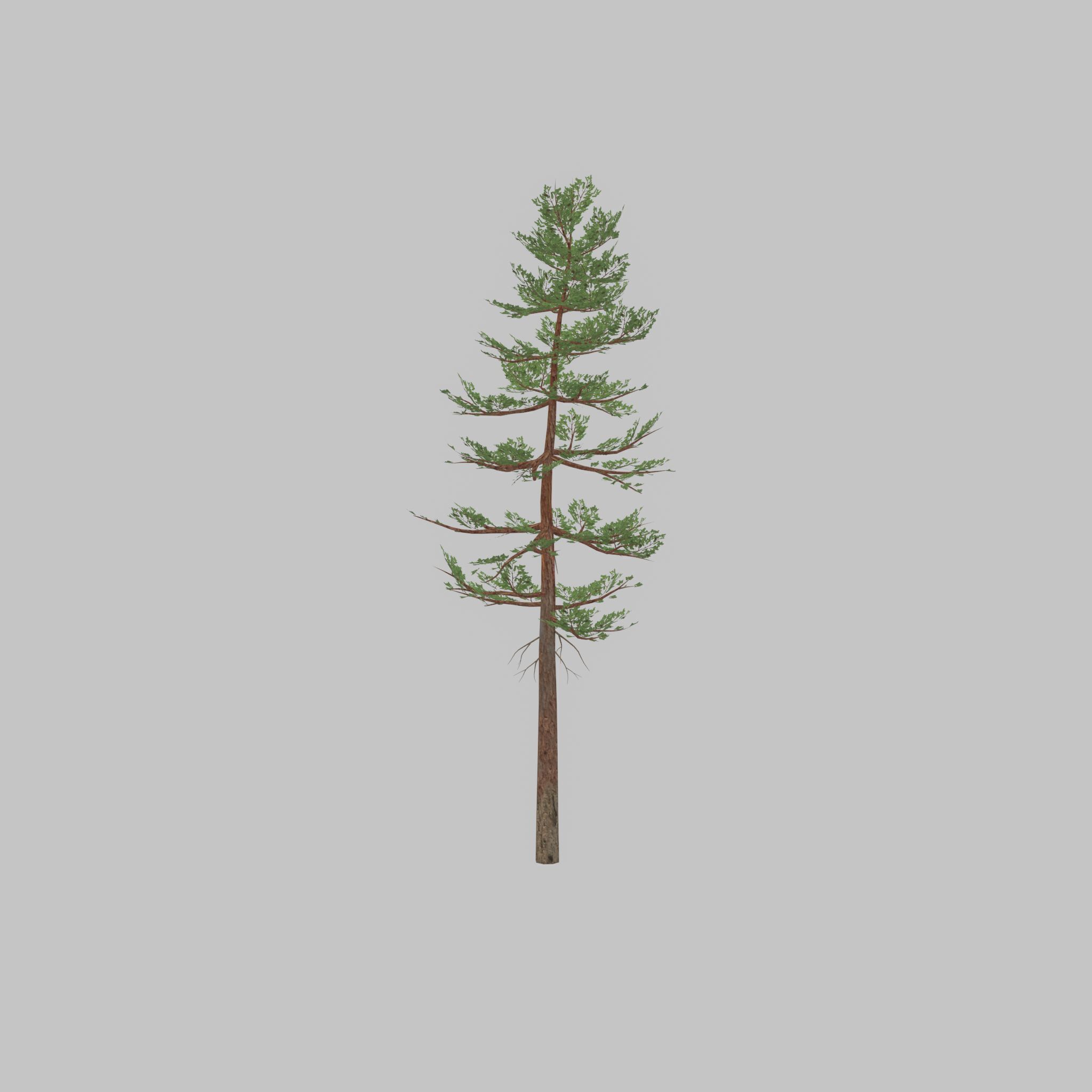 Forest pine summer 23m Low-poly 3D model_47