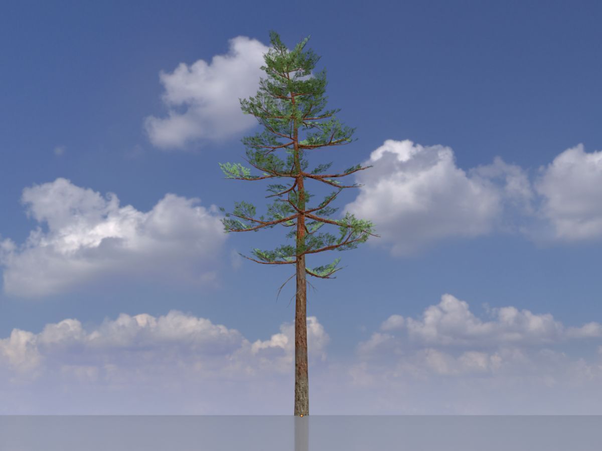 Forest pine summer 23m Low-poly 3D model_2