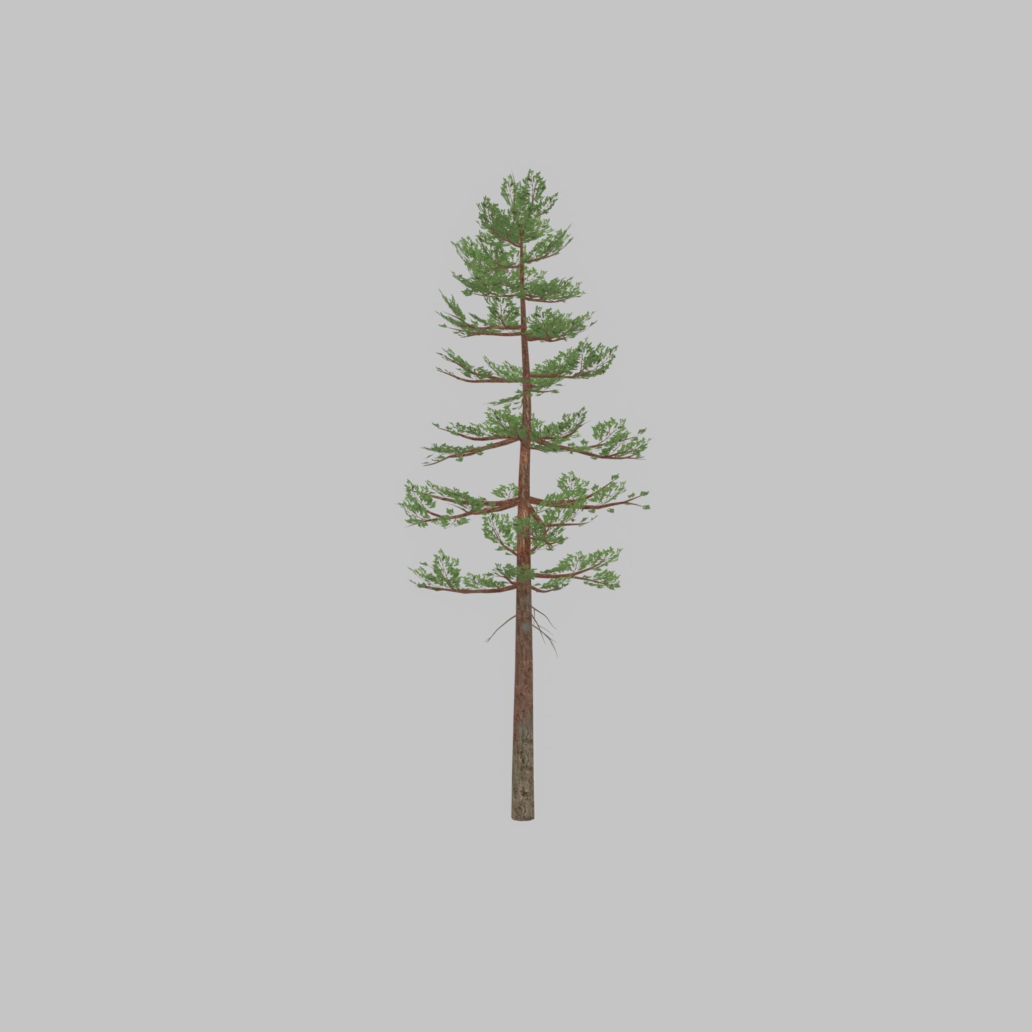 Forest pine summer 23m Low-poly 3D model_24