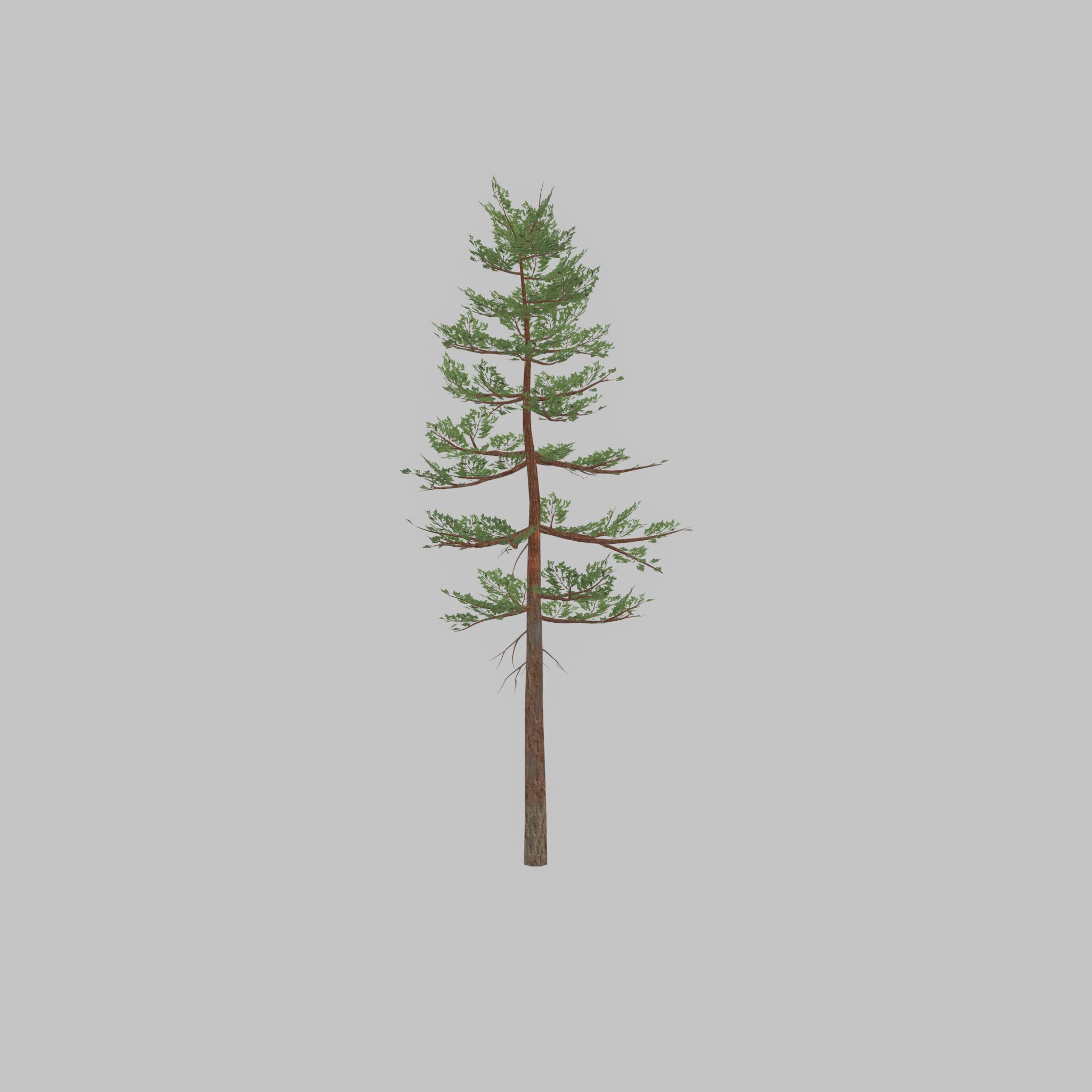 Forest pine summer 23m Low-poly 3D model_38