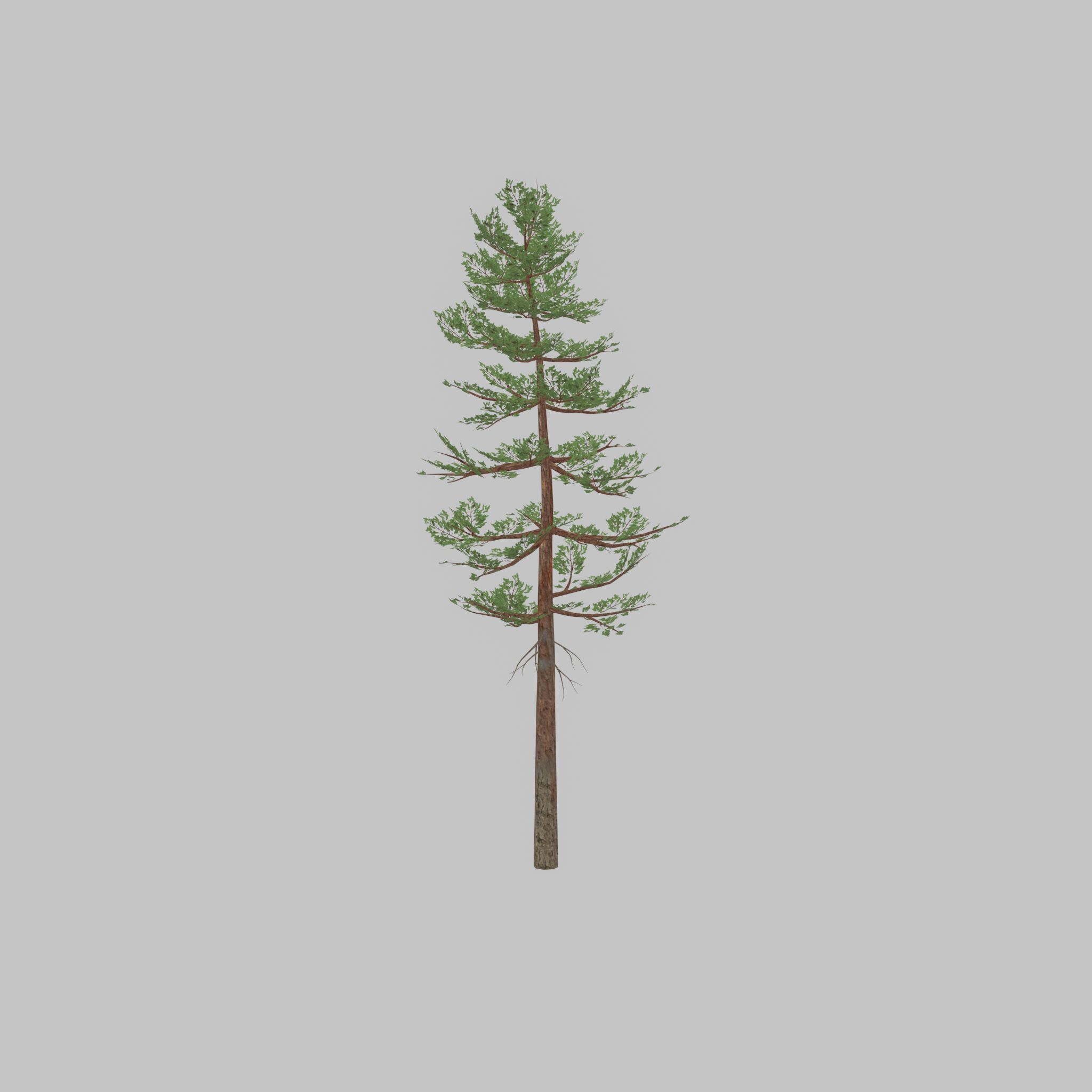 Forest pine summer 23m Low-poly 3D model_28