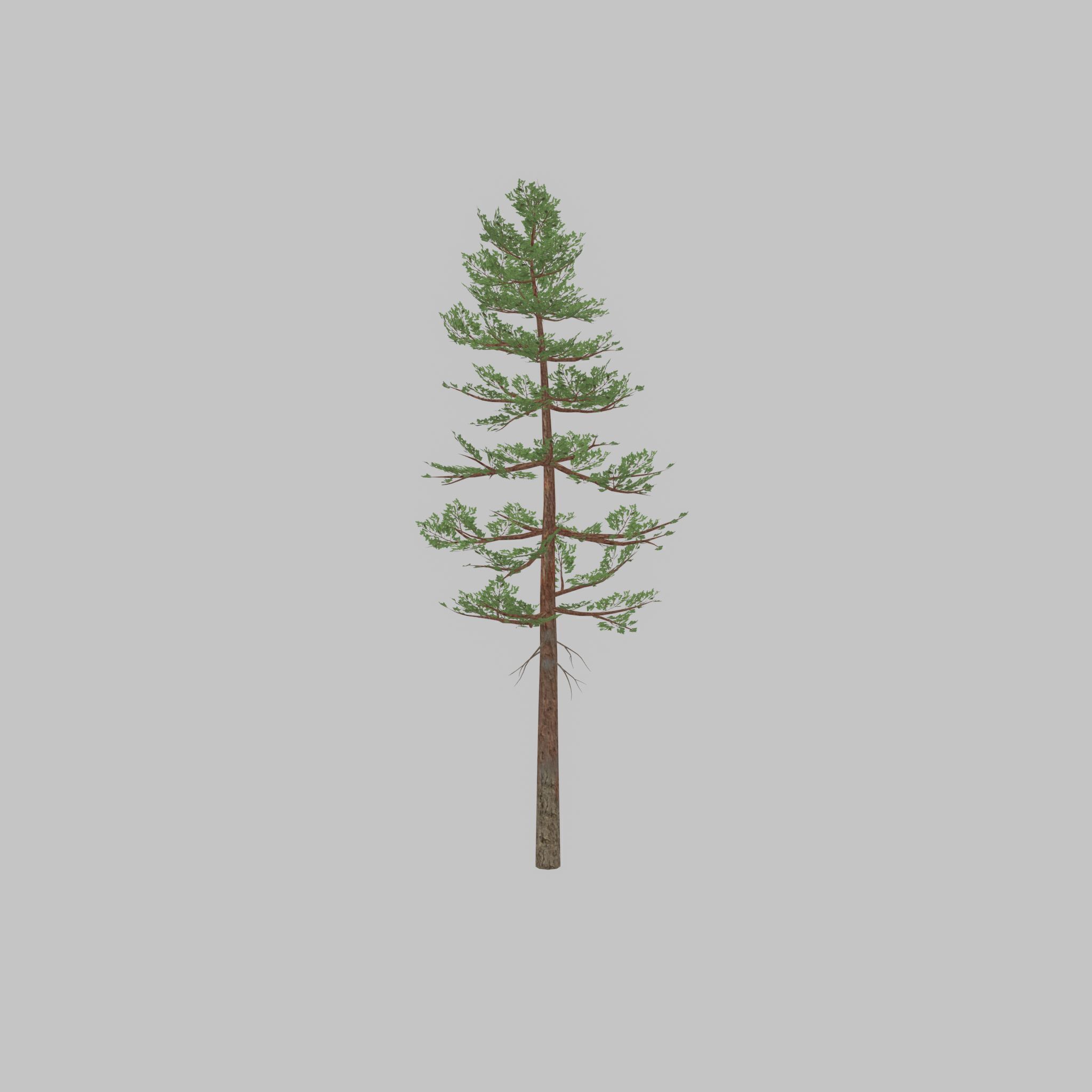 Forest pine summer 23m Low-poly 3D model_27