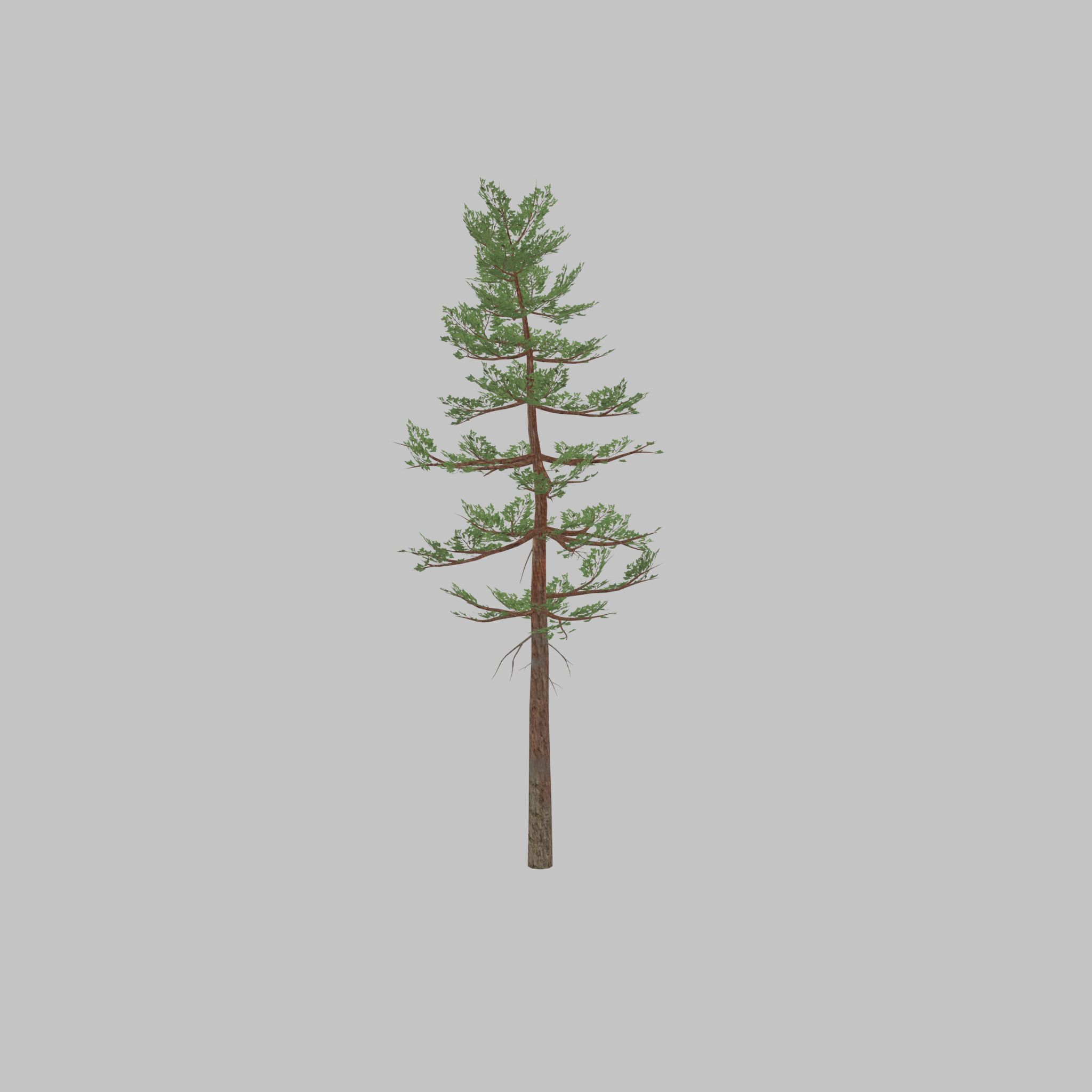 Forest pine summer 23m Low-poly 3D model_31
