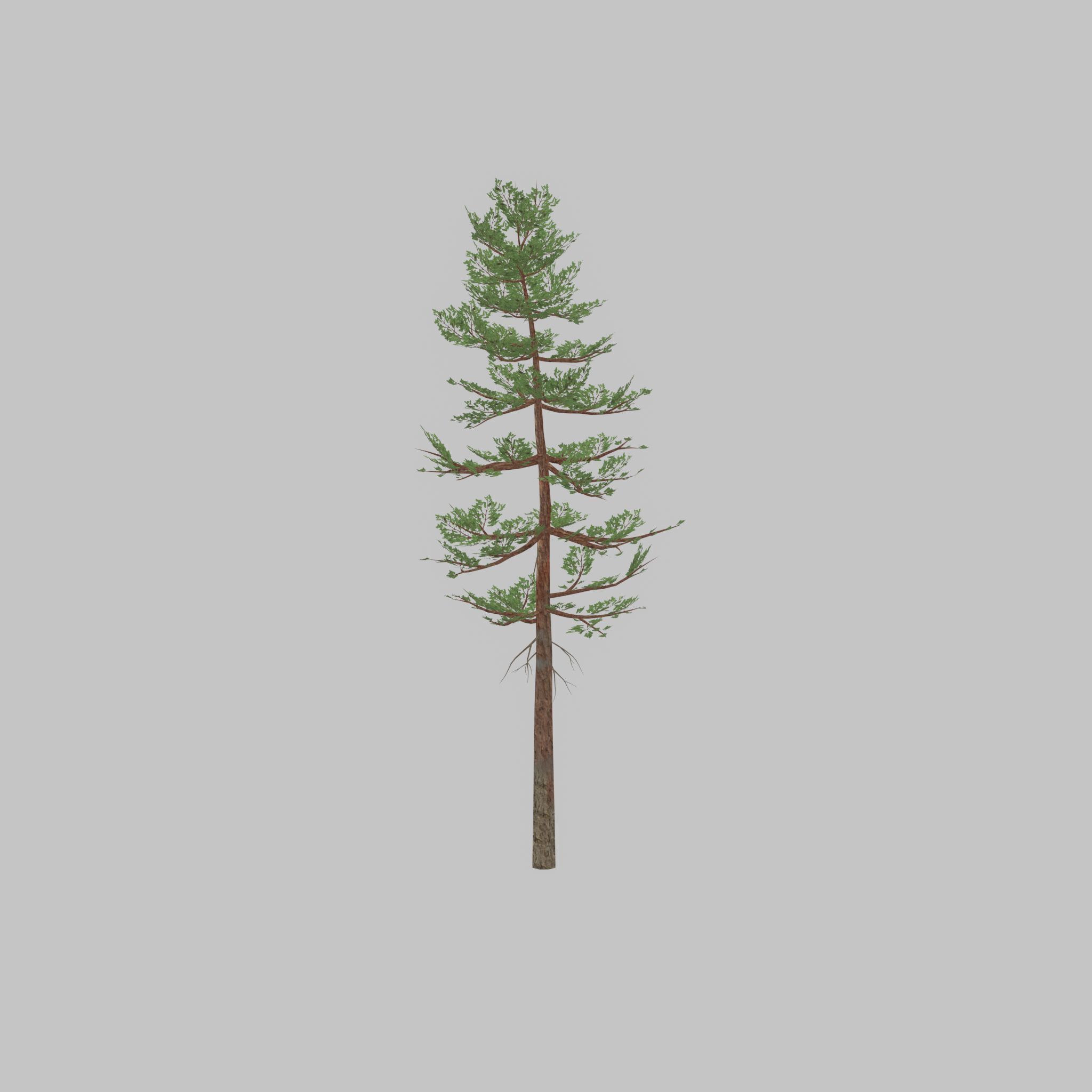 Forest pine summer 23m Low-poly 3D model_29