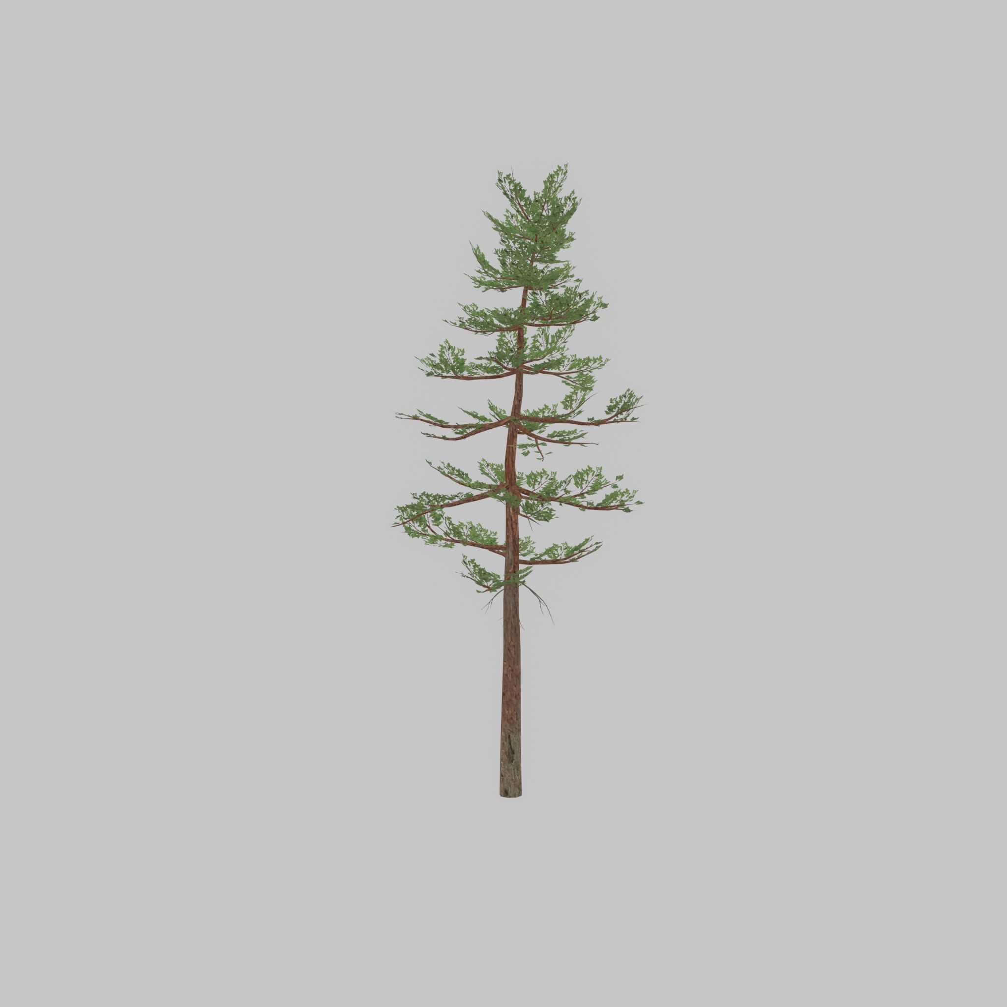 Forest pine summer 23m Low-poly 3D model_48