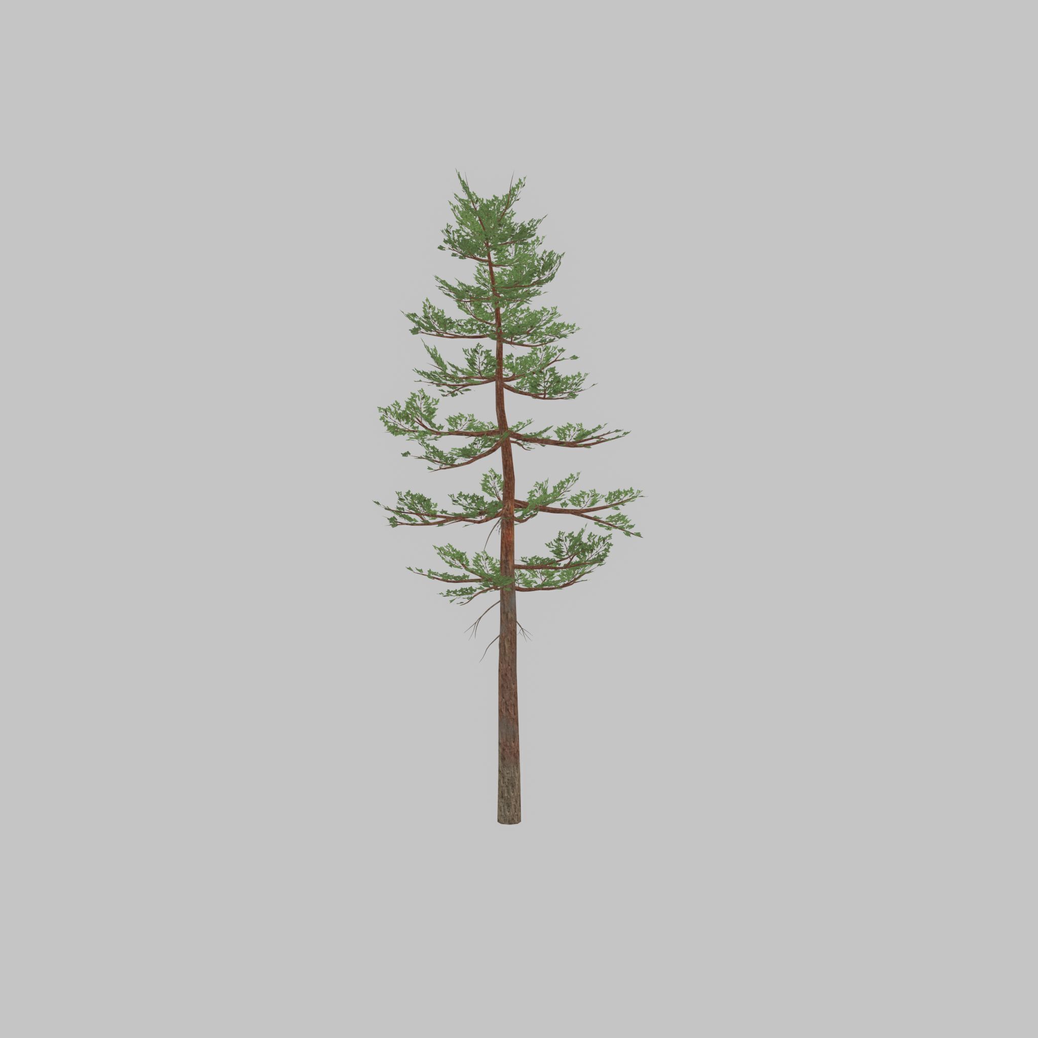 Forest pine summer 23m Low-poly 3D model_36