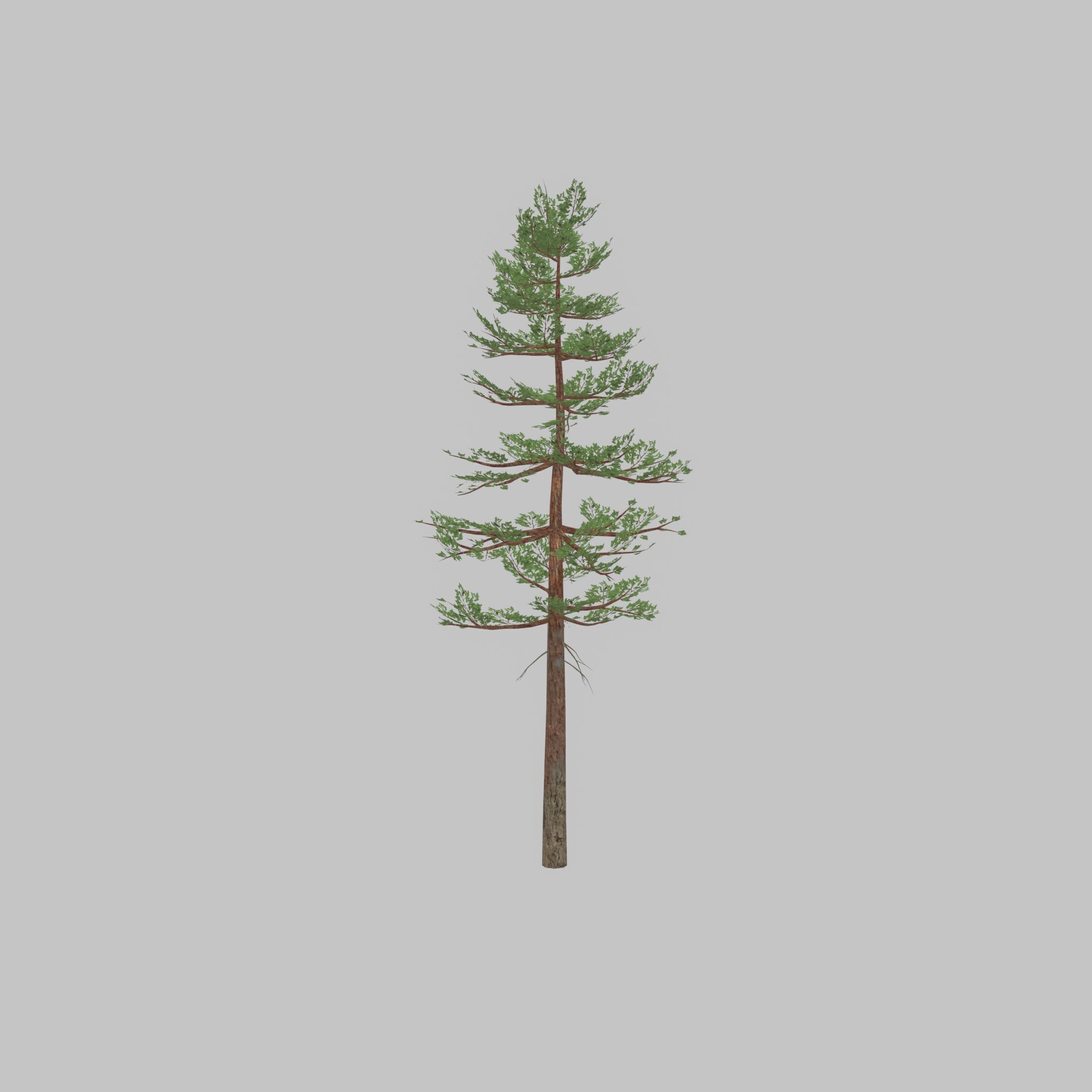 Forest pine summer 23m Low-poly 3D model_23