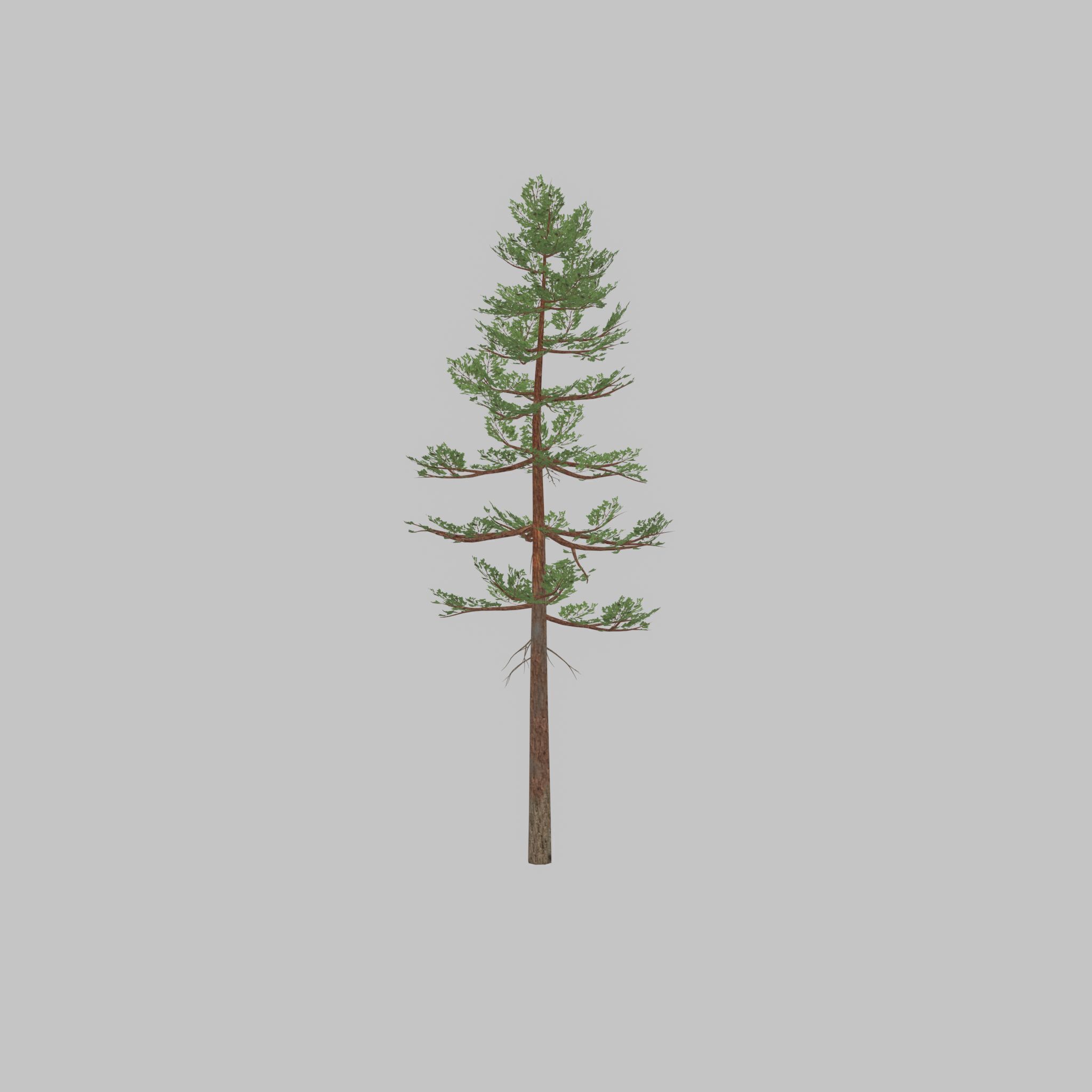 Forest pine summer 23m Low-poly 3D model_42