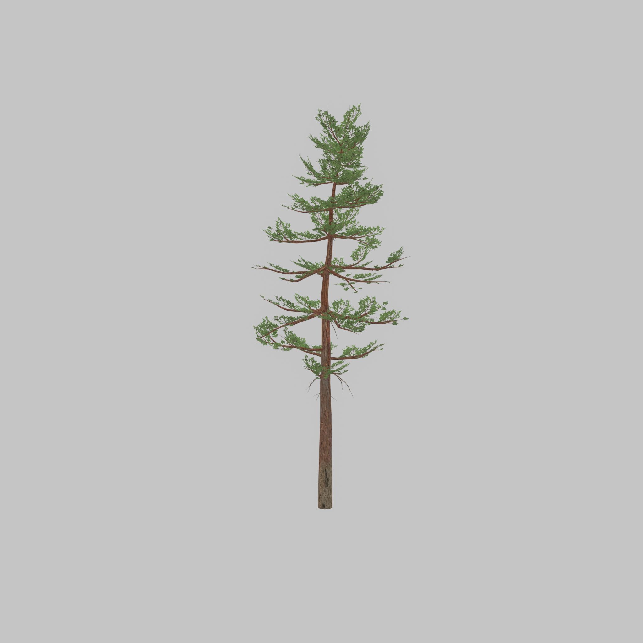 Forest pine summer 23m Low-poly 3D model_43