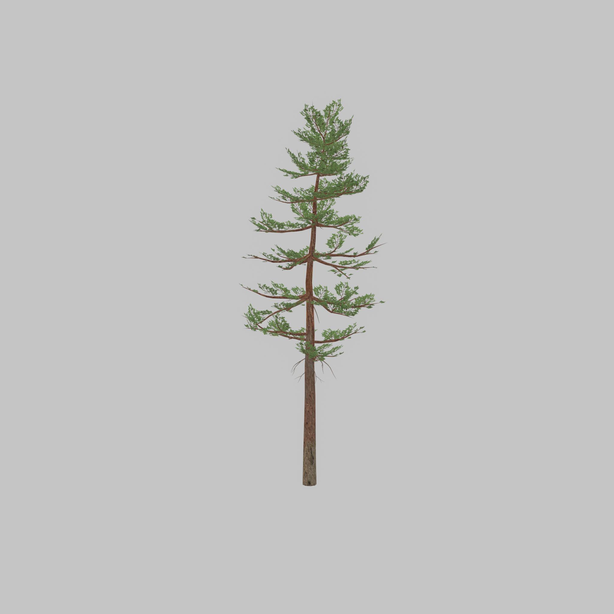 Forest pine summer 23m Low-poly 3D model_32