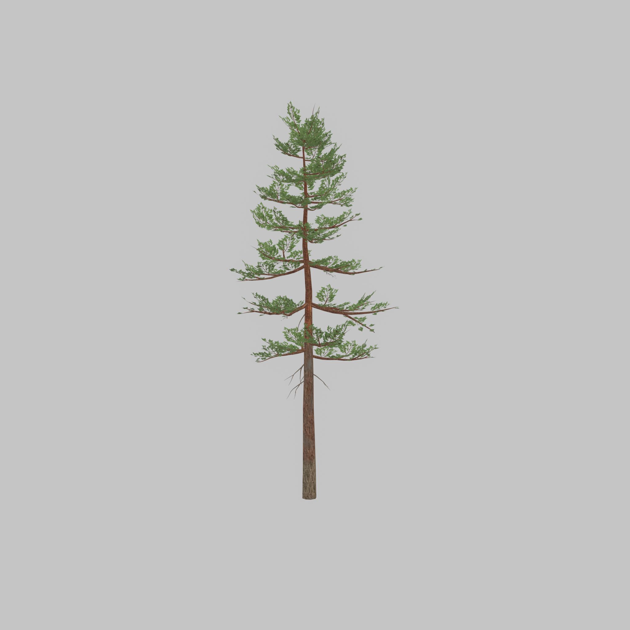 Forest pine summer 23m Low-poly 3D model_39