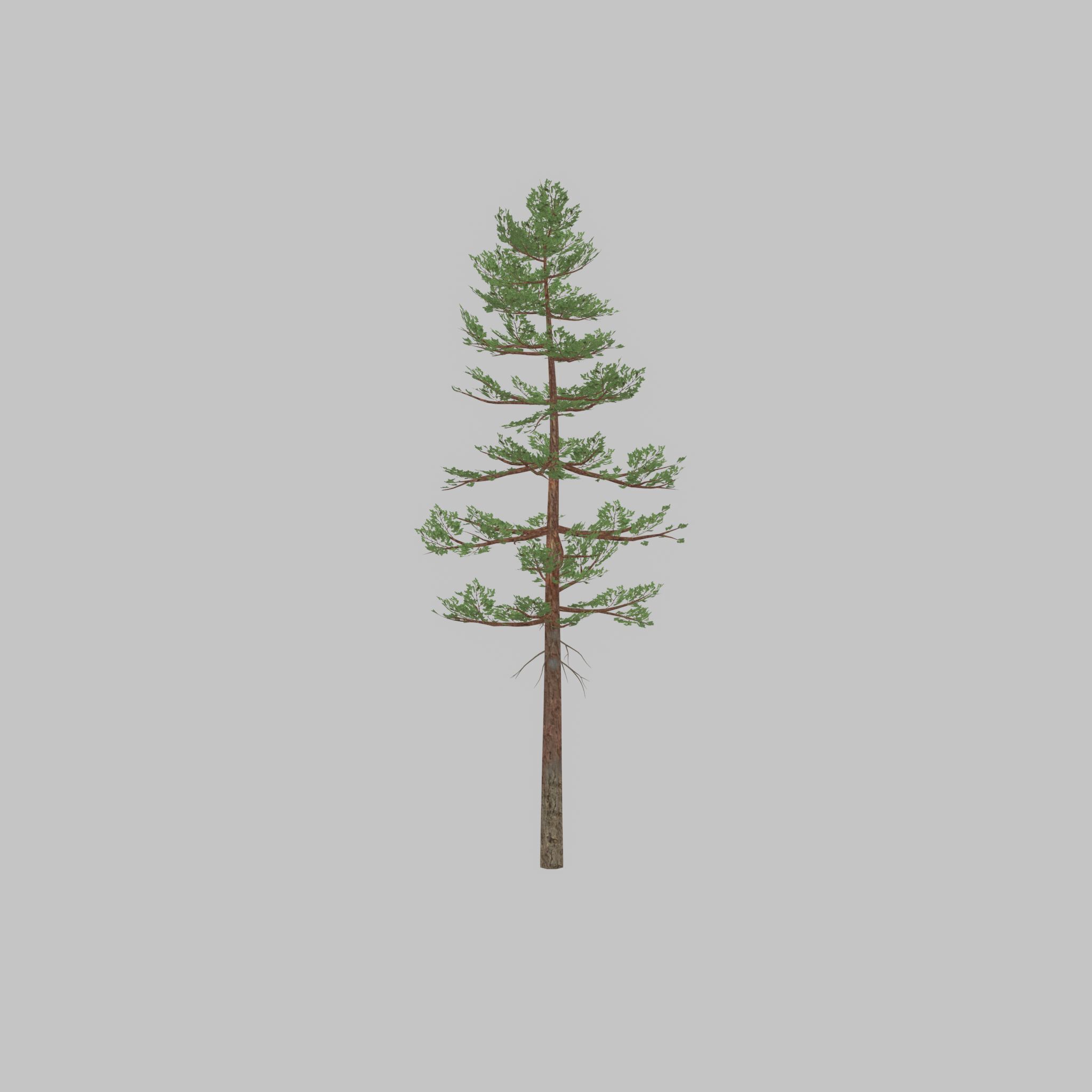 Forest pine summer 23m Low-poly 3D model_25