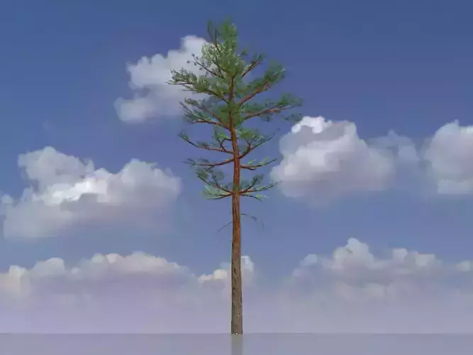 Forest pine summer 31m