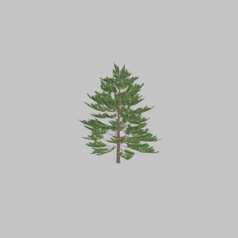 Forest pine summer dense 2m Low-poly 3D model_48