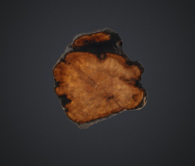 Burn Tree Trunk 3D model_2