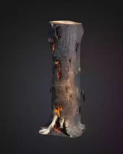 Burn Tree Trunk 3D model