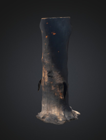Burn Tree Trunk 3D model_1