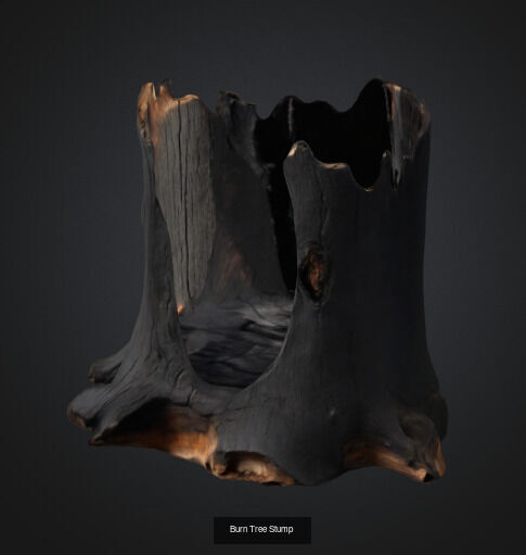tree stumps and trunks 3D Model Collection_18
