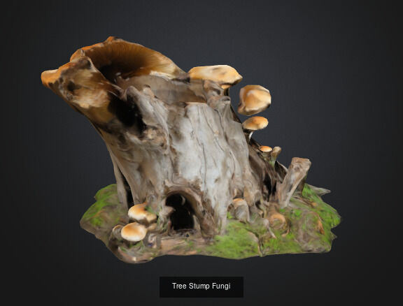 tree stumps and trunks 3D Model Collection_6