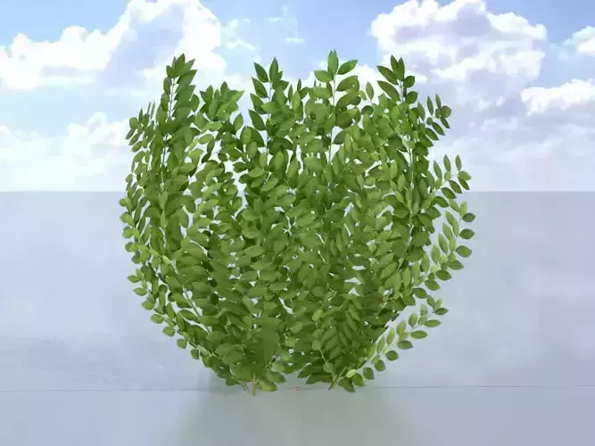 Cherry laurel hedge 500mm version-1 Low-poly 3D model