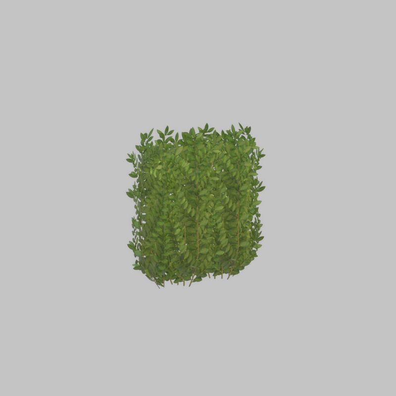 Cherry laurel hedge 500mm version-2 Low-poly 3D model_39